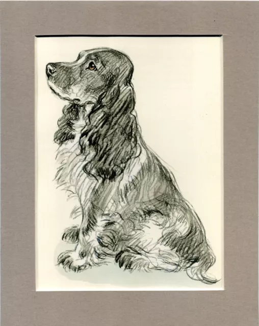 Lucy Dawson ~ Cocker Spaniel ~  Hand Coloured Print Genuine Vintage 1937