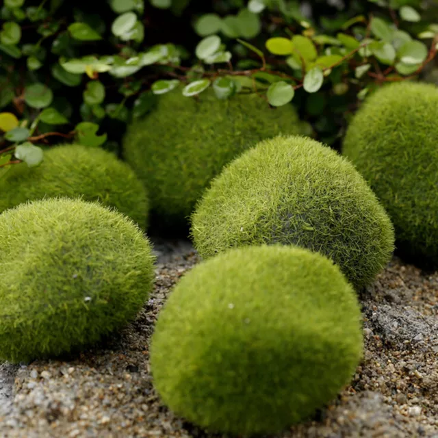 1/3/6pcs Marimo Stone Moss Miniature Dollhouse Garden Fairy Bonsai Plant Cr~m' 2