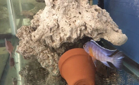 LIVE FISH Trio Aulonocara sp. "Turkis African Cichlid Peacock