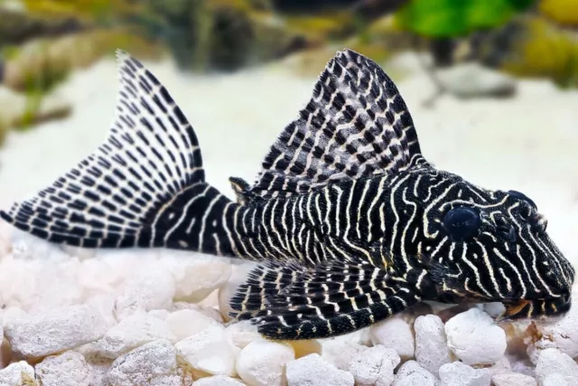 99p NO RESERVE! L260 Queen Arabesque CROSS L333 King Tiger Pleco RARE