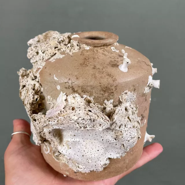 Shipwreck Storage Jar Marine  Sculpture Heavily 16th 17th Century