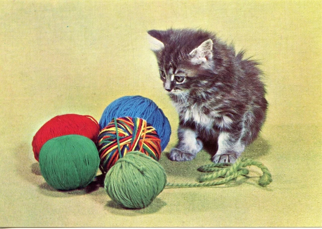 Cpsm / Carte Postale / Chat / Cat / Italia / Italie