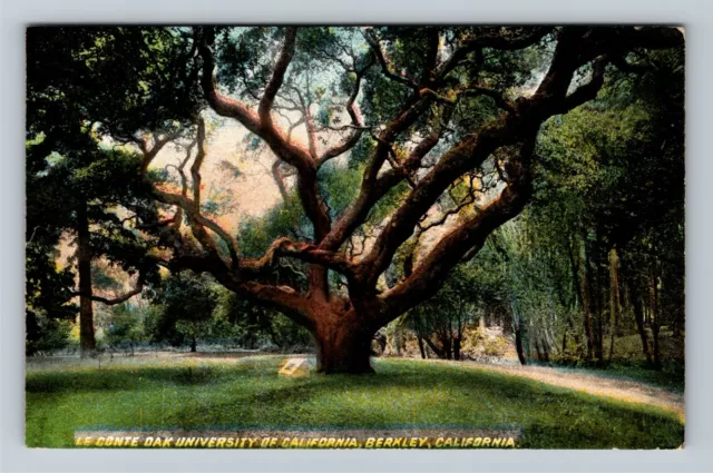 Berkley CA, University Of California, Le Conte Oak Tree Vintage Postcard