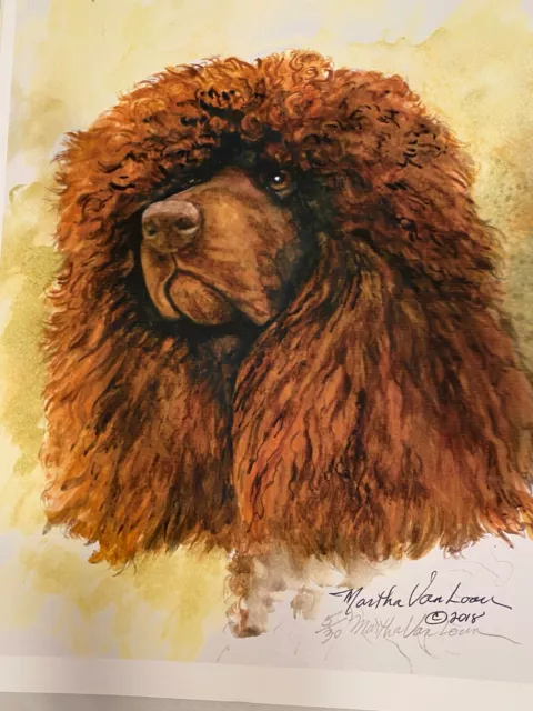 Irish Water Spaniel Limited Print 6/30 By Van Loan head study