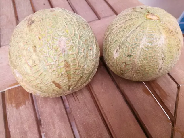 Melón cantalupo X 50 SEMILLAS cucumis melo var cantaloup superalimento naranja