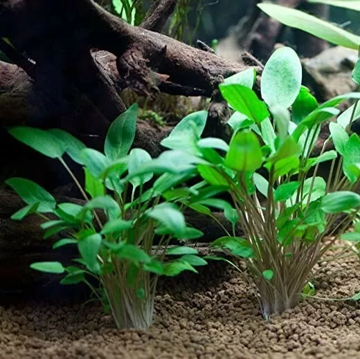 Lot de 3 plantes de Vallisneria Gigantea - Plante vivante pour aquarium