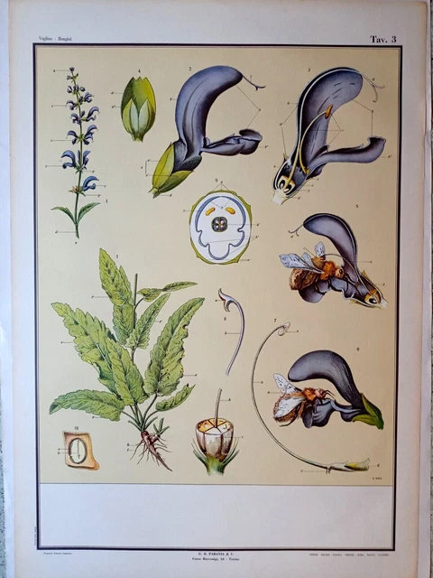 Tavola Gigante Paravia  Anni '70 Anatomia Del Fiore Tav.3