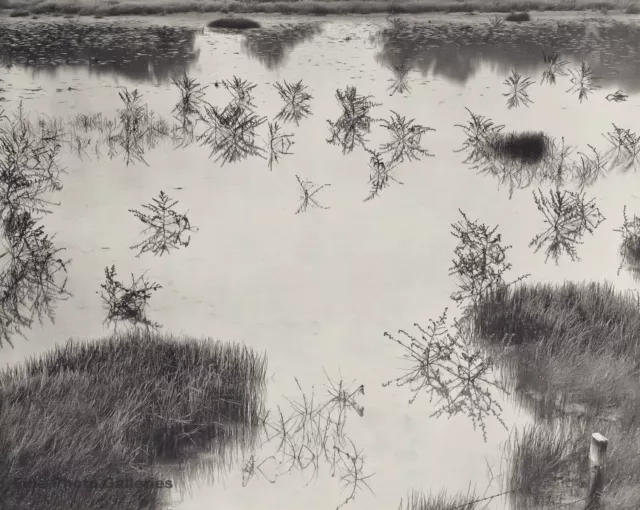 1950 Vintage BRETT WESTON Grass Lake Pond Water Nature Landscape Photo Engraving