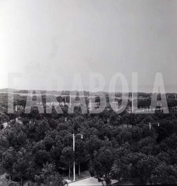 Foto Vintage Ravenna la pineta anni 60 stampa 24x18 cm