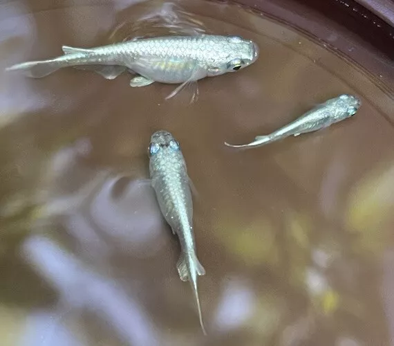 3 Platinum Blue Miyuki Japanese Medaka/RiceFish, Easy Hardy Aquarium/Pond Fish