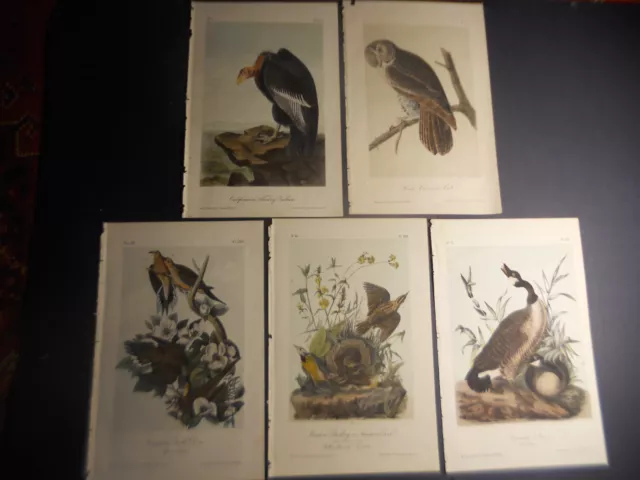 AUDUBON 2nd Edition Octavo BIRDS Of AMERICA CAROLINA Dove OWL Hand Colored 5 LOT