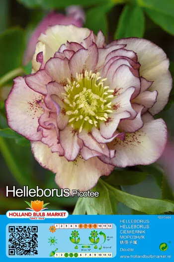 @ (◕‿◕)\@ Helleborus Double Ellen Picotee - Christrose Lenzrose Nieswurz