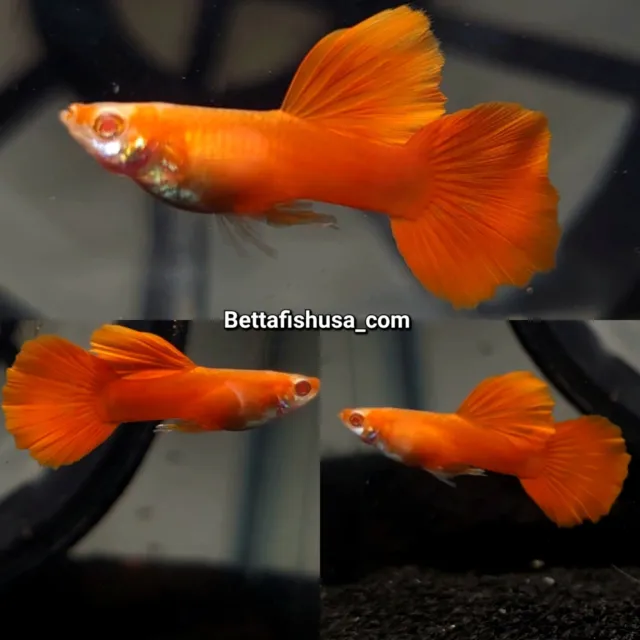 1 TRIO Albino Full Red BDS Guppies - High Quality Live Guppy Fish