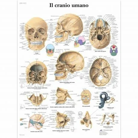 3B Scientific, tavola anatomica, Il cranio umano (cod, VR4131UU)