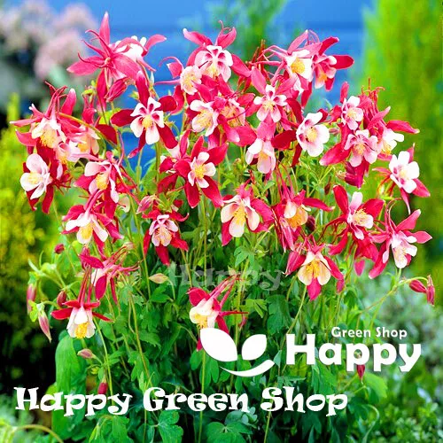 COLUMBINE - CRIMSON STAR - 150 seeds - Aquilegia caeruela - Perennial flower