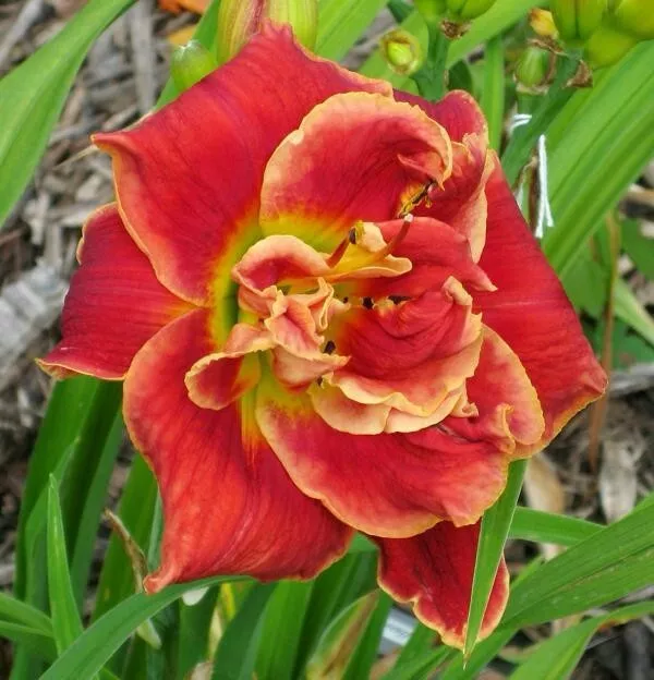 Party Popper      Daylilies 3 fans Return and multiply yearly World's Finest