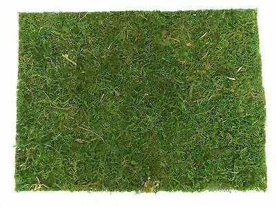 * Placa de musgo natural alfombra de hierba césped 40x30 cm para belenes ~ decoración ~ modelismo **