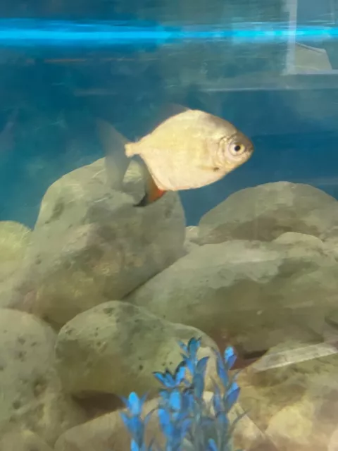 Large Red Hook Metynnis Silver Dollar 3-4" Live Fish