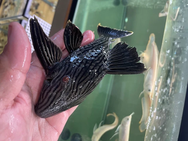L190 Royal pleco 6-7" length live freshwater fish 3