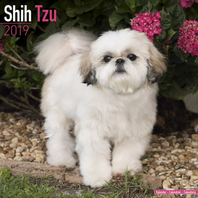 Calendrier 2019 - SHIH TZU