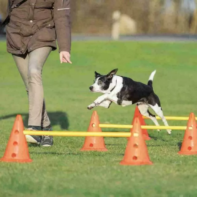 Juego de agilidad de entrenamiento de obstáculos de actividad para perro Trixie con 6 conos (saltos) y 3 postes