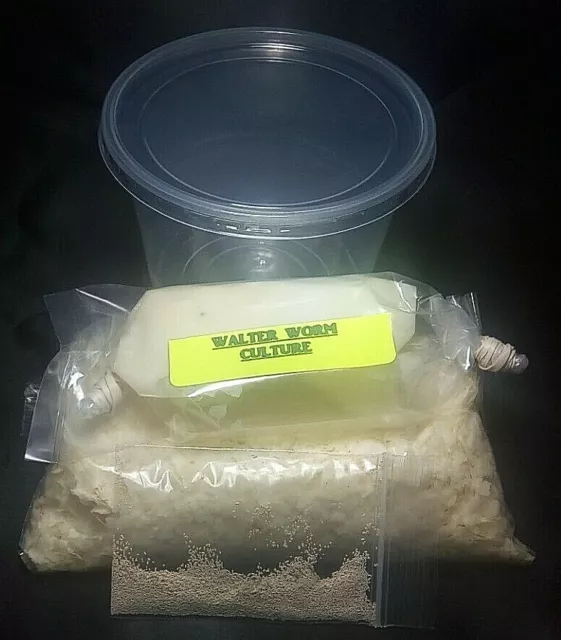 4 oz. WALTER WORM CULTURE KIT Panagrellus Silusioides Fry Food Guppy Betta B2G1