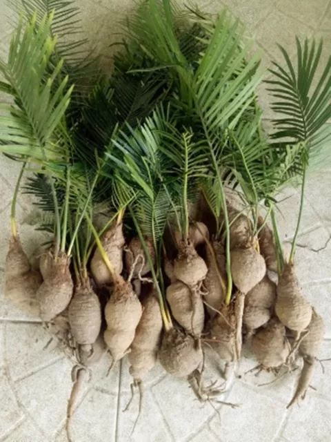 fougère Cycas siamensis 1 Racine fraîche pour la culture JardinThai 2