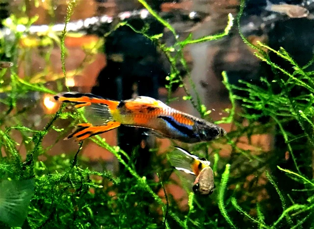 10 Fancy Mutt Guppies - 5m/5f - Home Tank Raised - Spring Special - Check Temps!