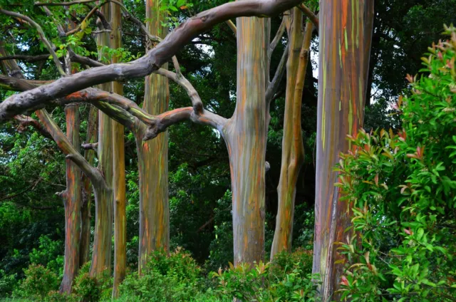 100 semillas arco iris árbol de eucalipto semillas de eucalipto deglupta único