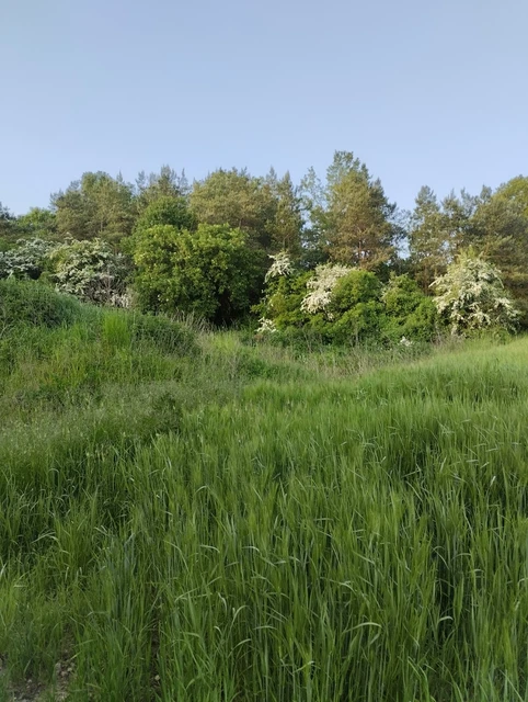 terrain à vendre avec friches et arbres non constructible hors village sol pierr