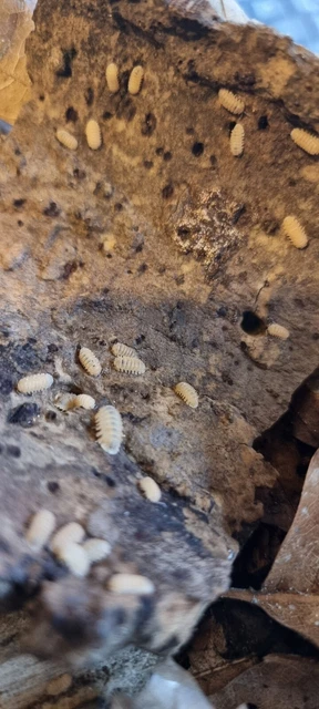 Cristarmadillidium muricatum isopods X 10