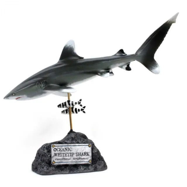 Kaiyoukoubou Oceanic whitetip shark Real shark figure Fish carving From Japan