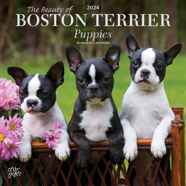 The Beauty of Boston Terrier Puppies | 2024 12x24" Monthly Square Wall Calendar