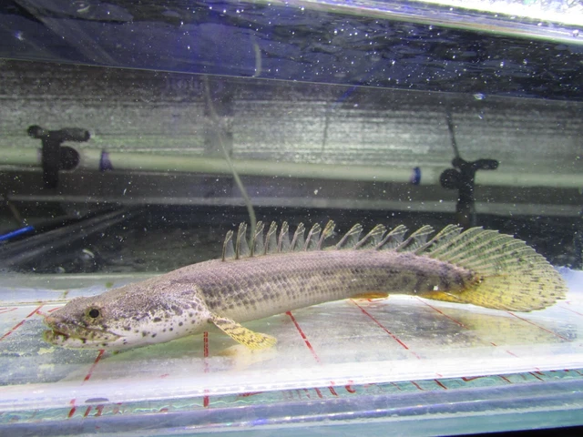 Ansorgii 2 fish, 7-8 inches