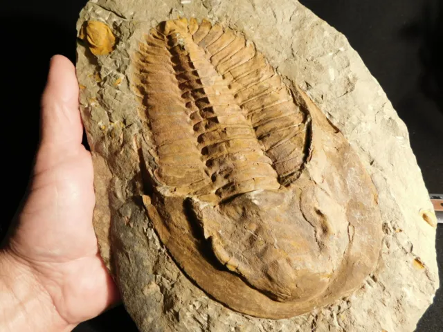 HUGE! 530 Million Year OLD! Andalusiana Trilobite Fossil Anif Morocco 2802gr