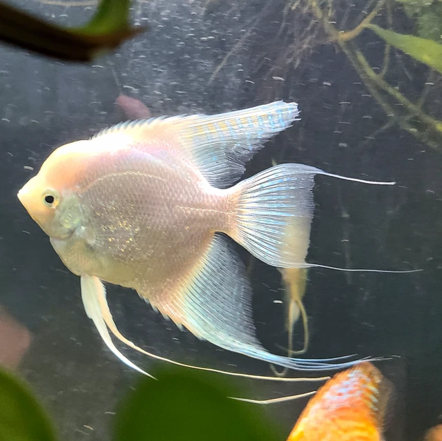 5 Platinum Blue Angelfish (Quarter sized) US Bred Live Aquarium Freshwater Fish