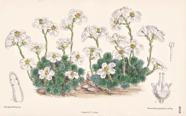 Saxifraga Scardica Balkan Blume Botanik flower botany lithograph Curtis 8058