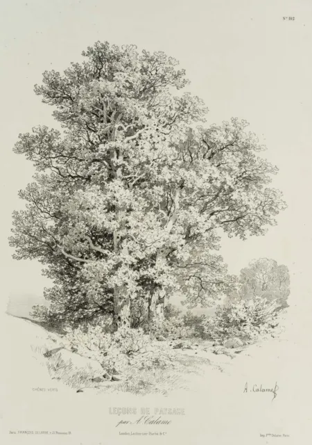A. CALAME (1810-1864), Große Baumstudie, Naturstudie, um 1860, Lithographie