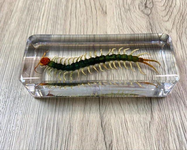 Centipede Frosted Paperweight main image 1