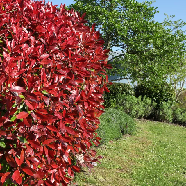 You Garden - Photinia 'Red Robin' 9cm