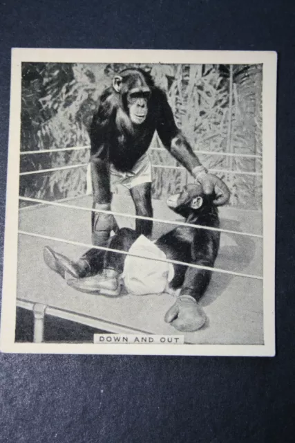 BOXING CHIMPANZEES    Vintage 1930's Photo Card   BD10M 2