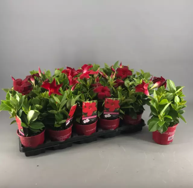 Lote 3 Dipladenia BLANCA+ROJA+ROSA Planta de Flor plantas Mandevilla Ø11 cms 3