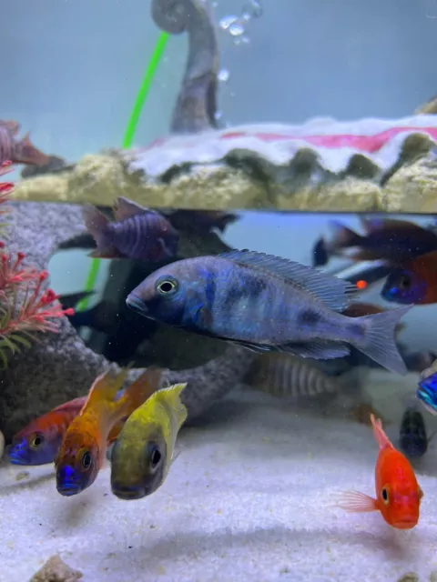 Malawi Cichlids Assorted Haps & Peacocks 6-8 Cm X 10 Special Listing 3