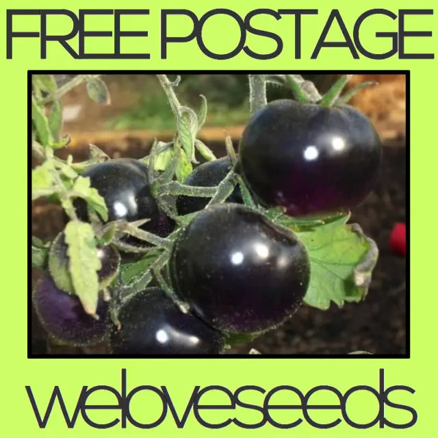 LOCAL AUSSIE STOCK - Heirloom Blue Black Tomato, Vegetable Fruit Seeds ~20x