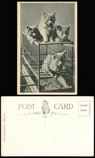 4 Cats Kittens Birdcage Bird Cage Marauders Cat Kitten Wildt & Kray Old Postcard