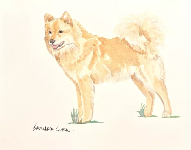 Finnish Spitz  Original Watercolor Painting by Sandra Coen Standing dog