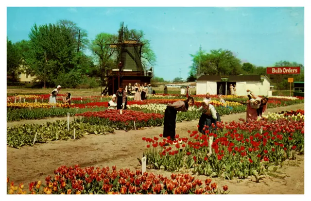 Dutch Dancers Tulip Fields Festival Holland Michigan Postcard Unposted