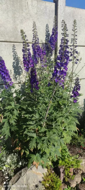 200 Graines de Dauphinelle Élevée Delphinium vivaces 2