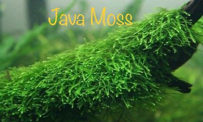 *BUY 2 GET 1 FREE* Java Moss Vesicularia Dubyana Easy Live Aquarium Plants ✅