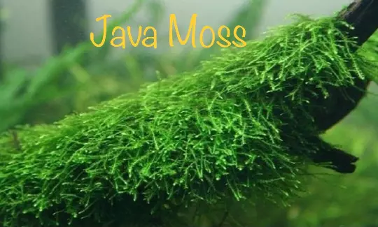 *BUY 2 GET 1 FREE* Java Moss Vesicularia Dubyana Easy Live Aquarium Plants ✅